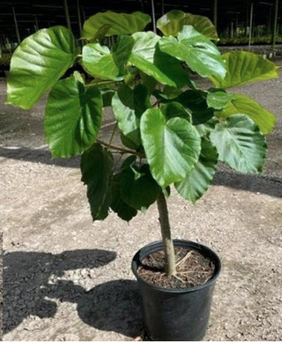 Umbellata Ficus Standard